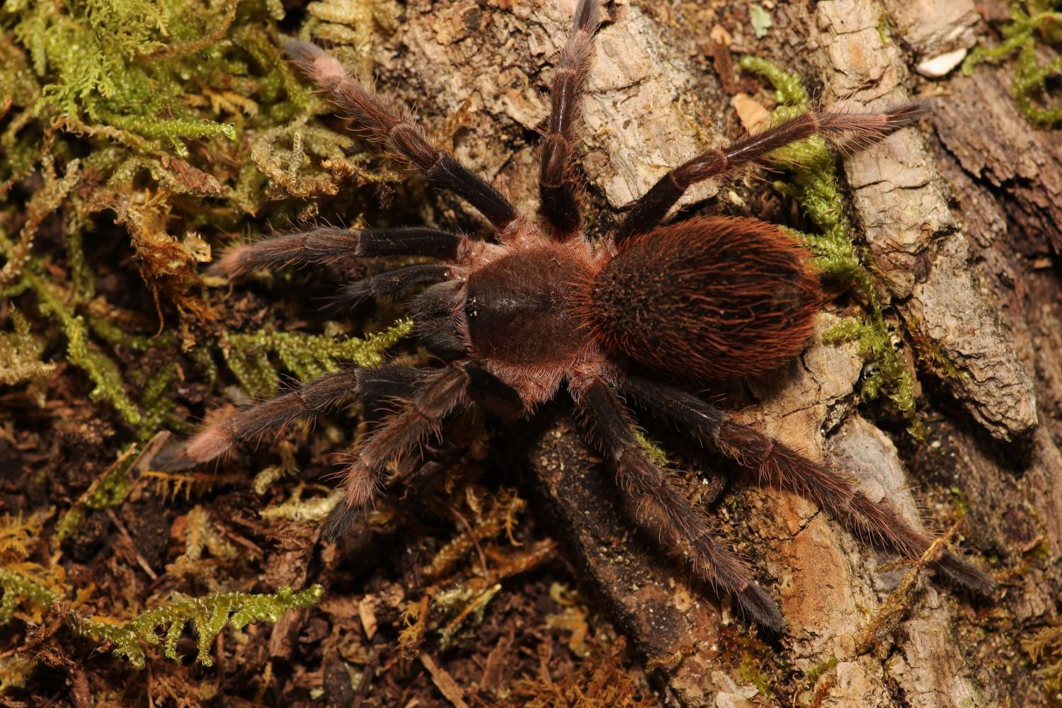 Sericopelma sp Santa Catalina 2"+