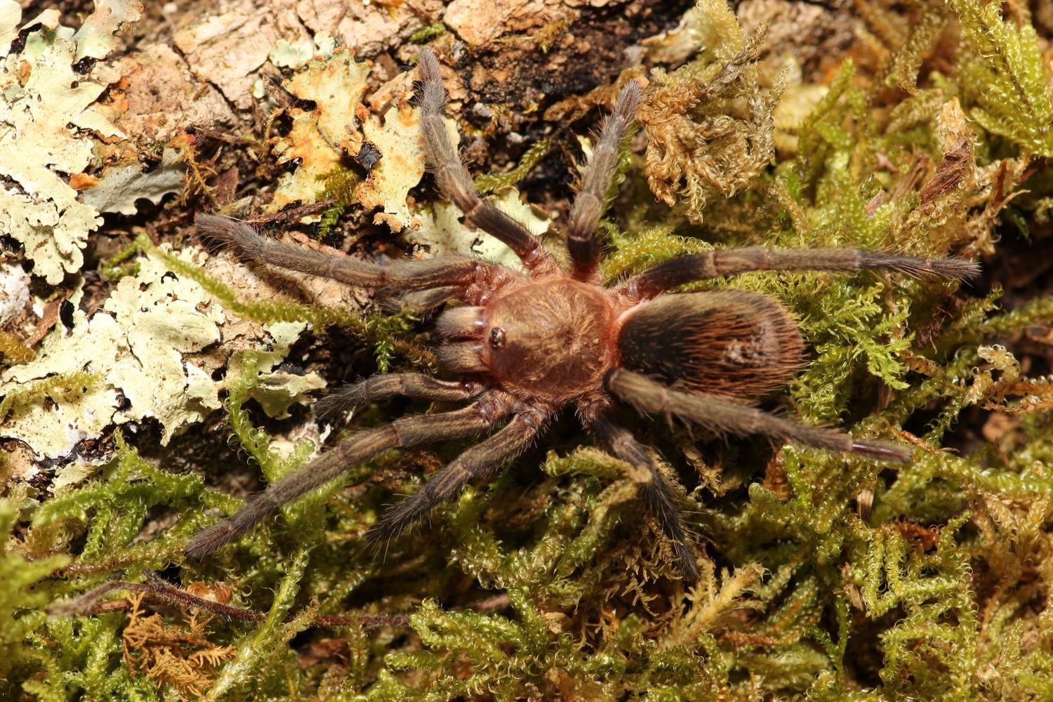 Thrixopelma pruriens 1/2" Peruvian green velvet