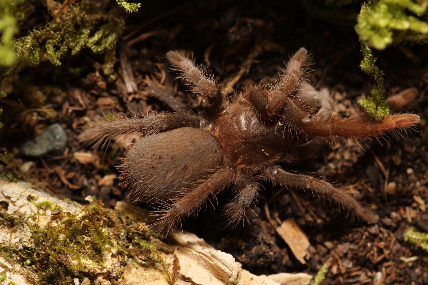 Hysterocrates laticeps 1.5"+ Nigerian rust leg