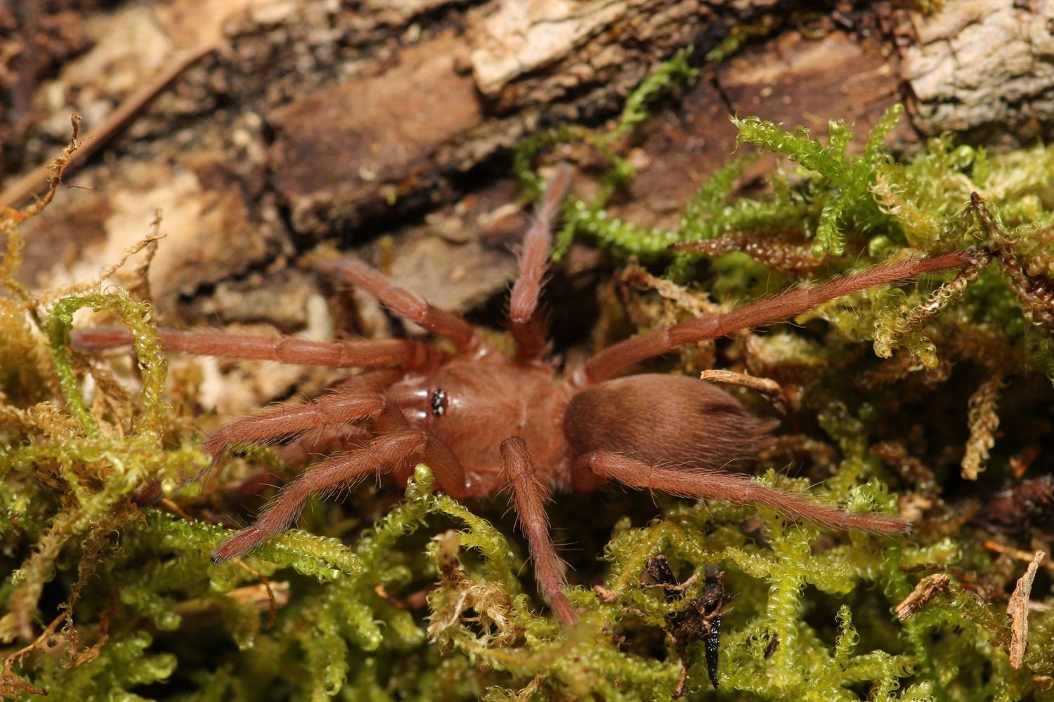 Orphnaecus philippinus 2" Philippine tangerine