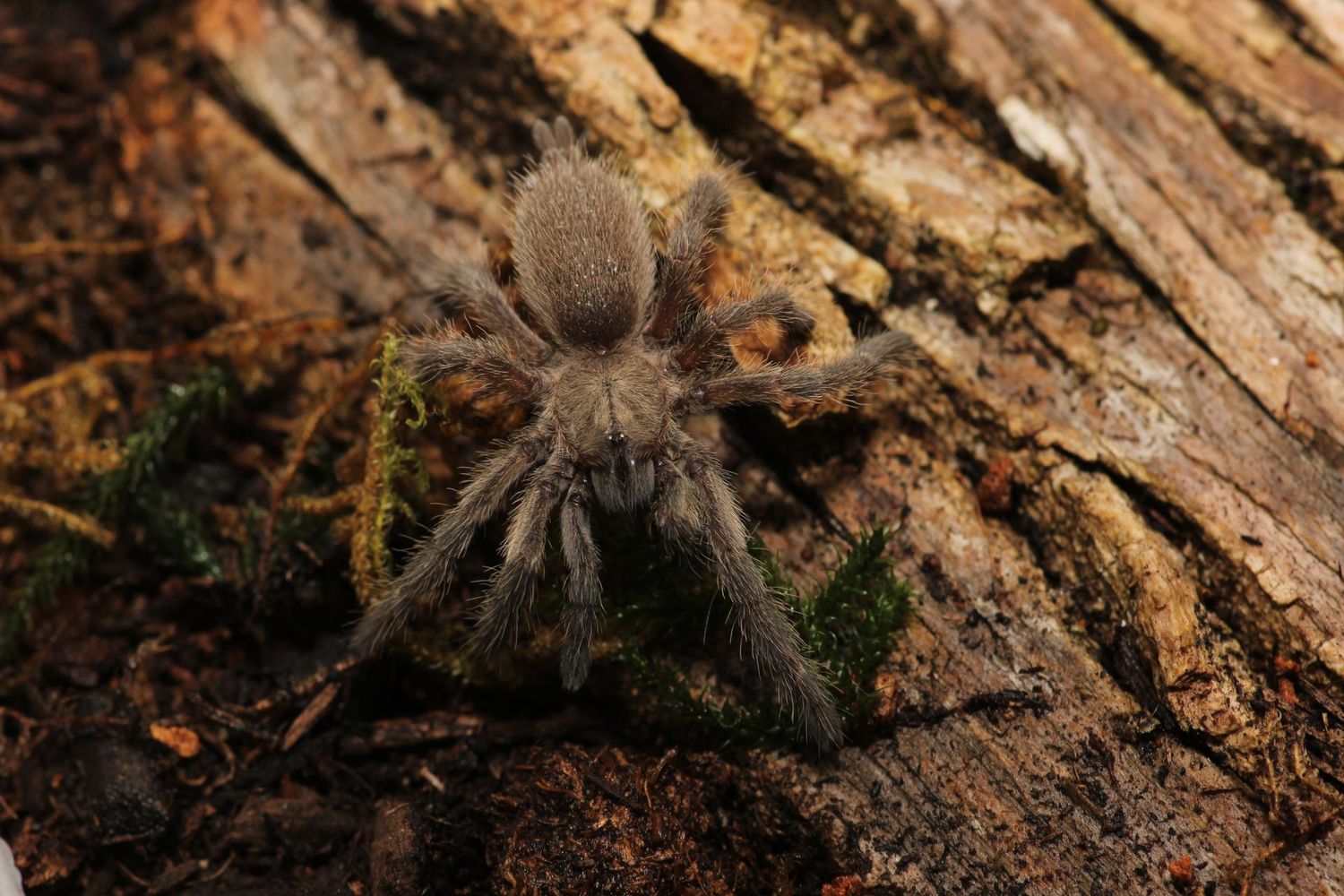 Monocentropus balfouri 1/2-3/4" x5 COMMUNAL Socotra island blue baboon