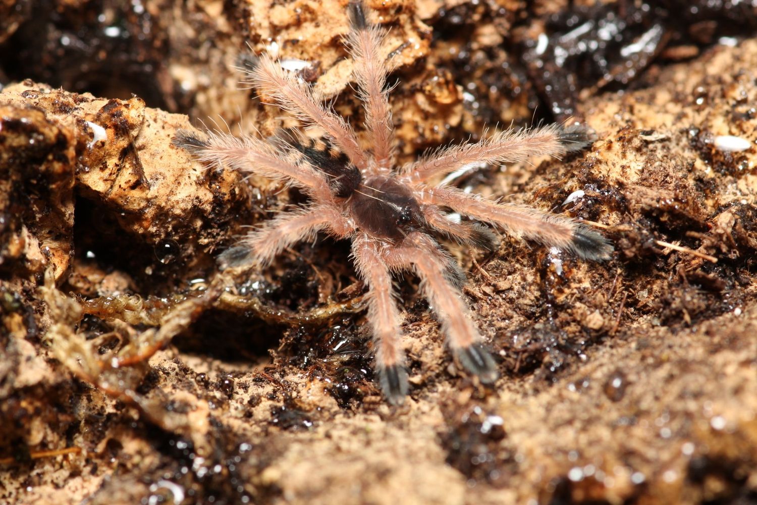Amazonius germani 2" Orange tree spider