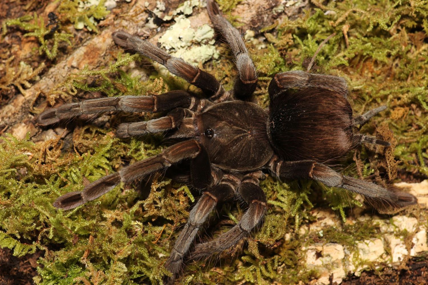 Pamphobeteus sp Nigricolor 5"+ Female Columbian giant blue bloom