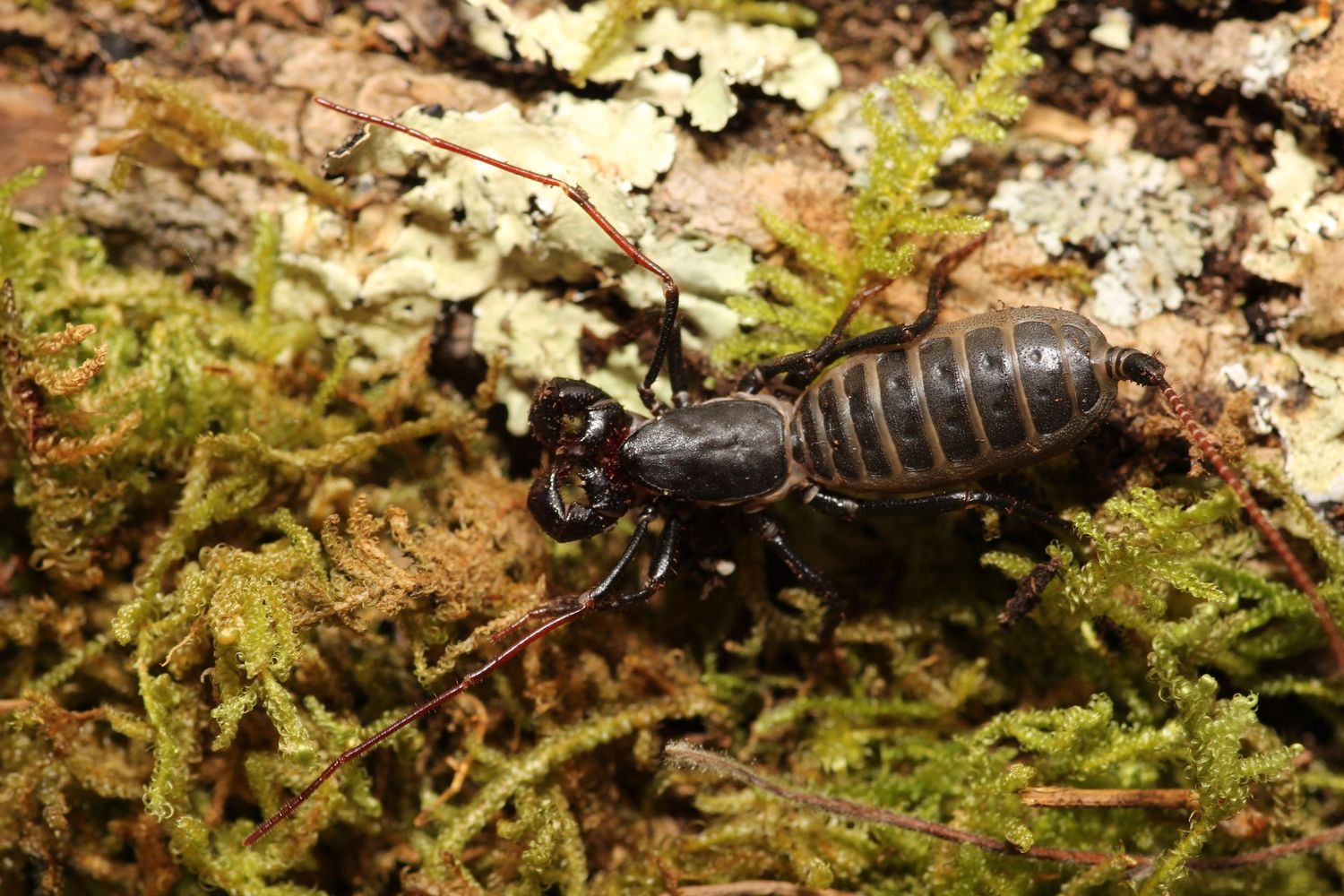 Mastigoproctus giganteus CB 2 years old, Well Started / Giant vinegaroon