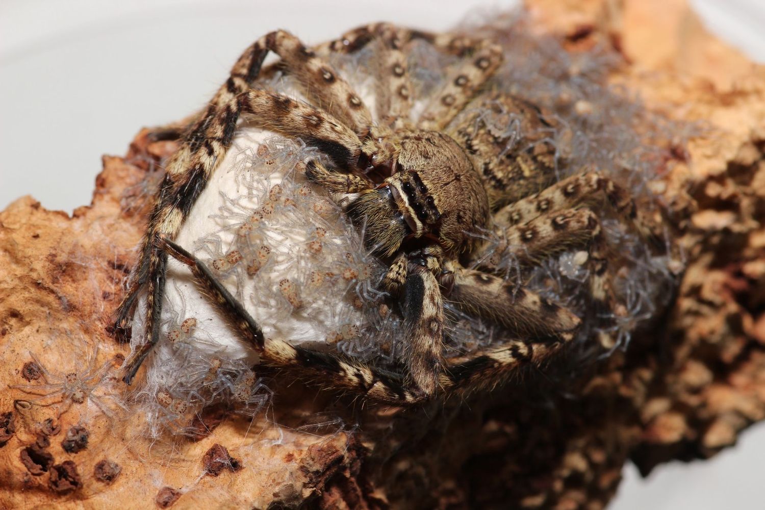 Barylestis variatus 1/4" Spotted huntsman (Freebie Over $100 "Before Shipping")