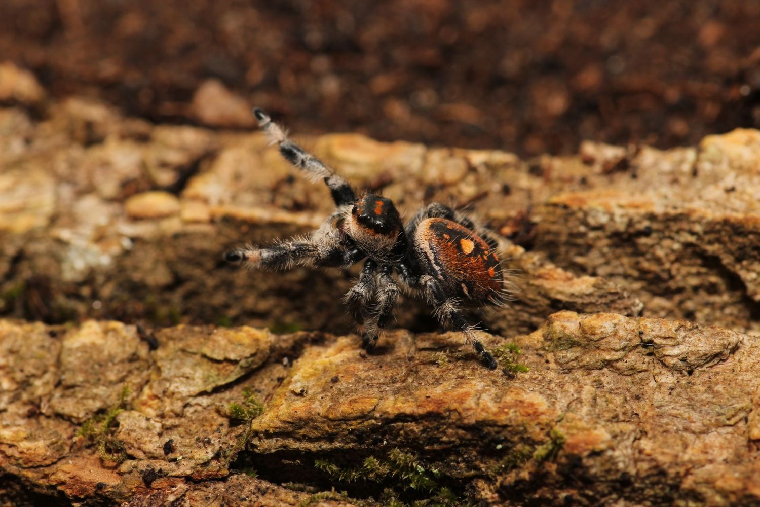 Phidippus regius 'Captive bred' Juvenile to Sub Adult / regal jumping spider Female