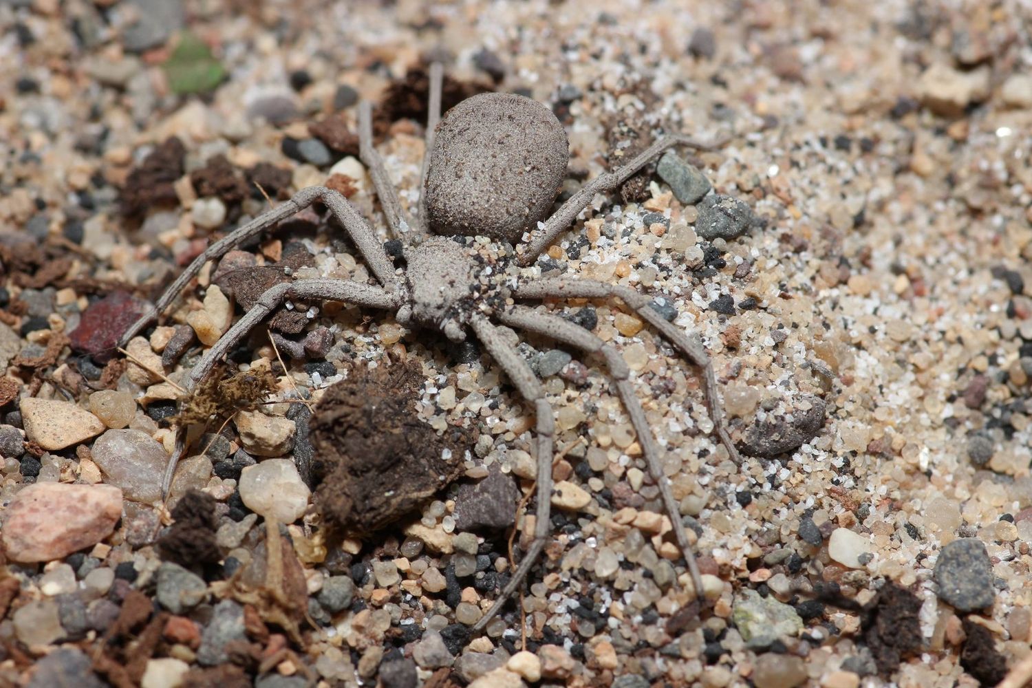 Sicarius thomisoides 1" Six eyed sand spider