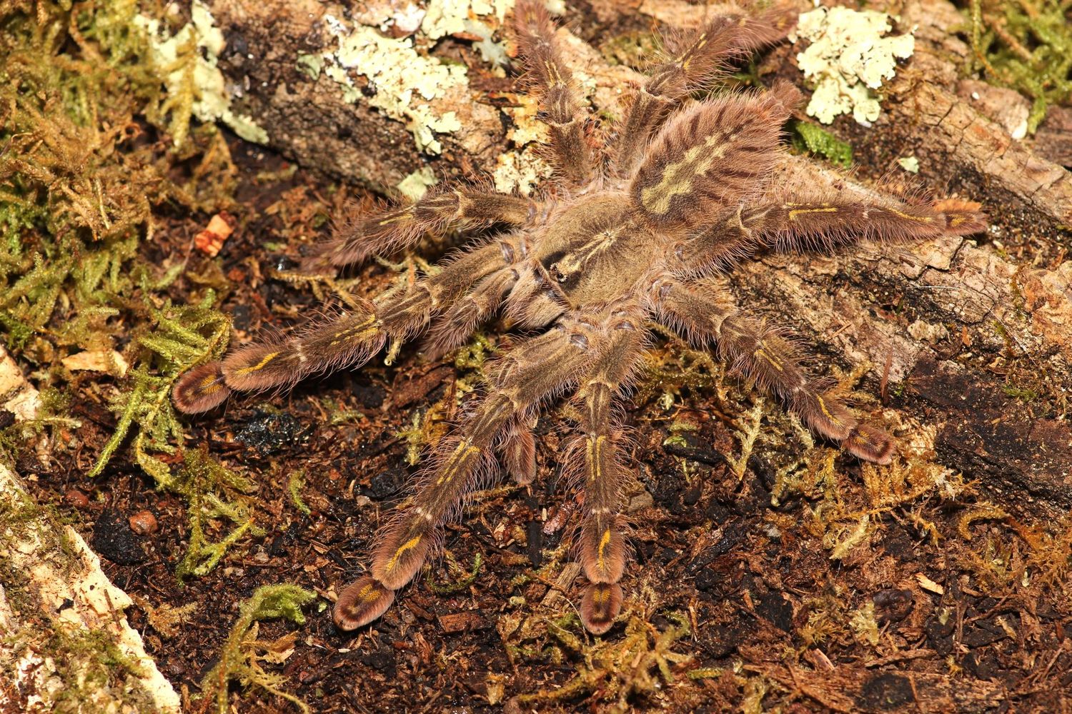 Poecilotheria rufilata 4 1/2" Female / Red slate ornamental