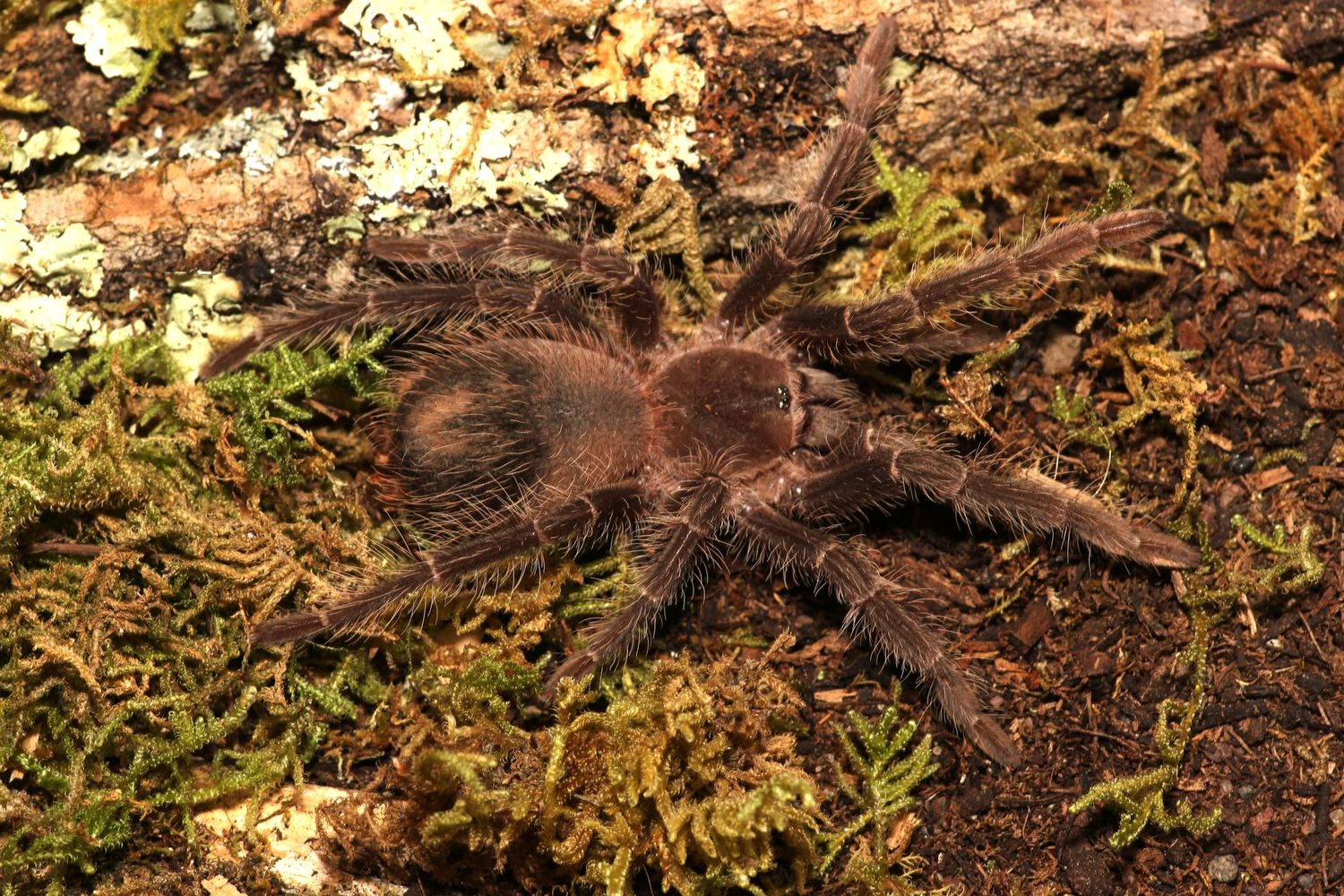 Lasiodora parahybana 3 1/2" Salmon pink birdeater