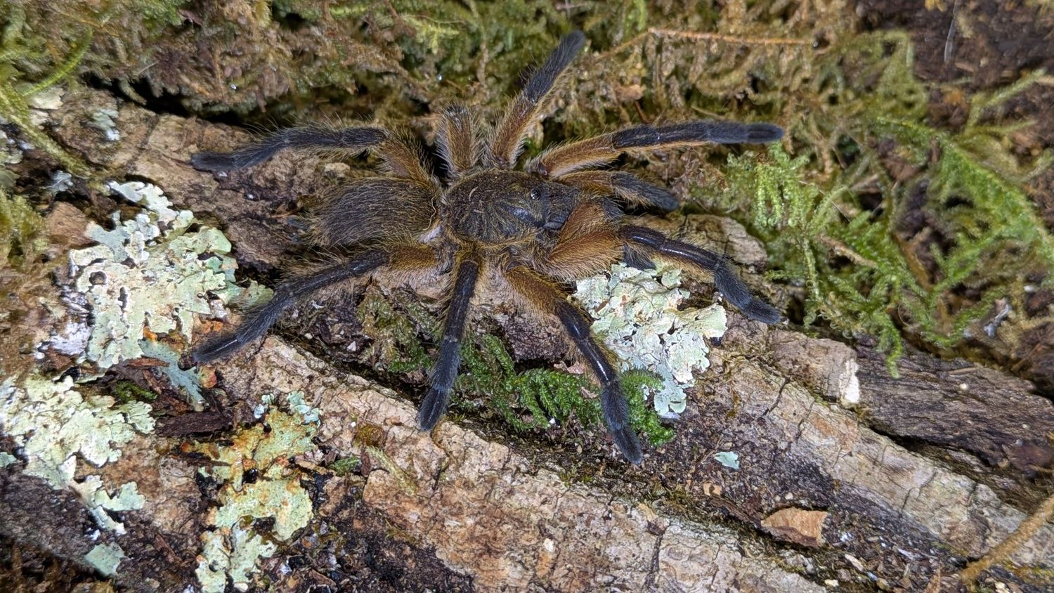 Harpactira pulchripes 2 1/2" Golden blue leg baboon