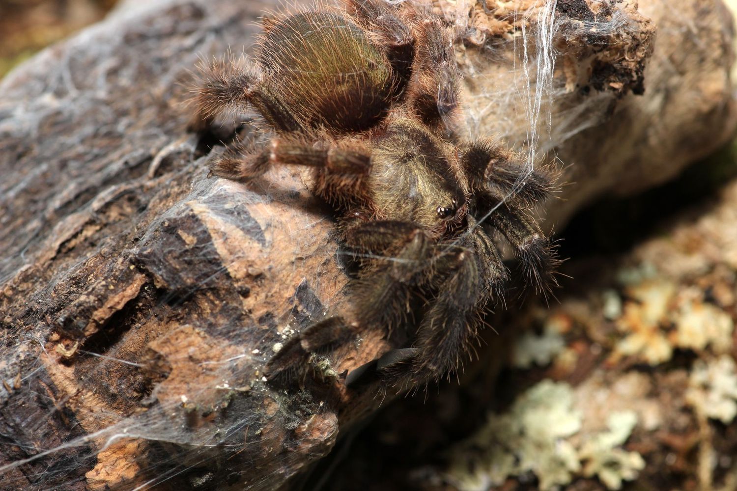 Psalmopoeus reduncus 2 1/2" Female Costa Rican orange mouth