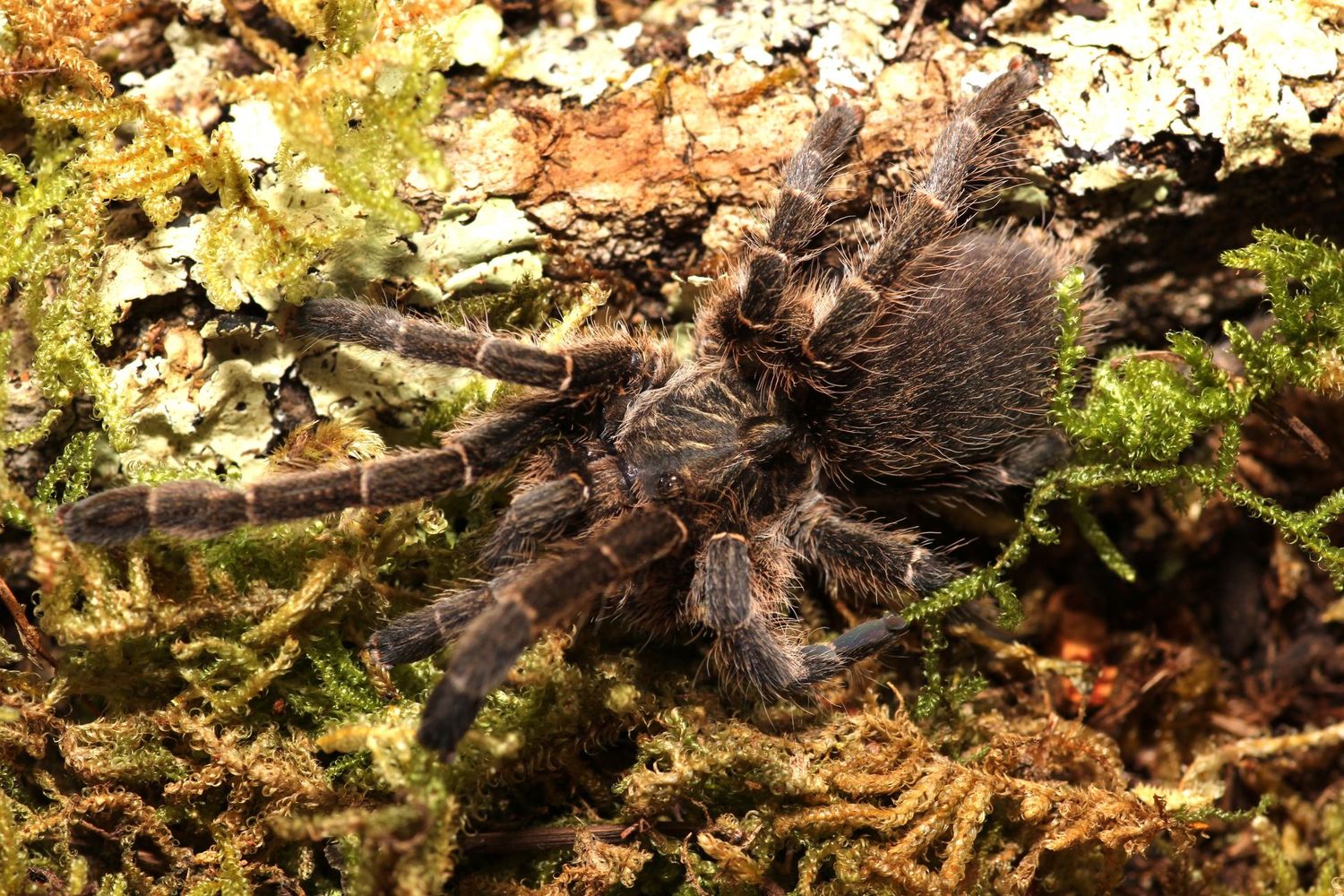 Ceratogyrus sp 'Mozambique' 2 1/2" Mozambique horned baboon