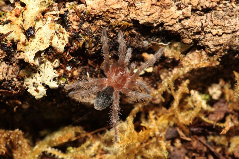 Grammostola quirogai 3/4" Uruguayan black beauty