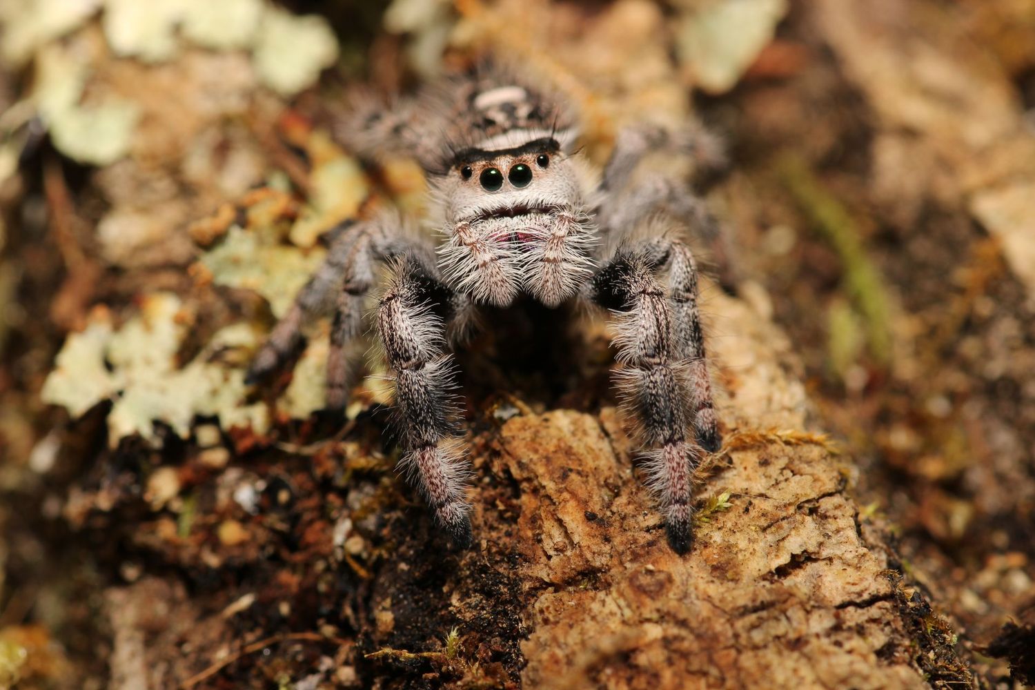 Phidippus regius 'Captive bred' Adult/ regal jumping spider Female (Black/White Coloration)