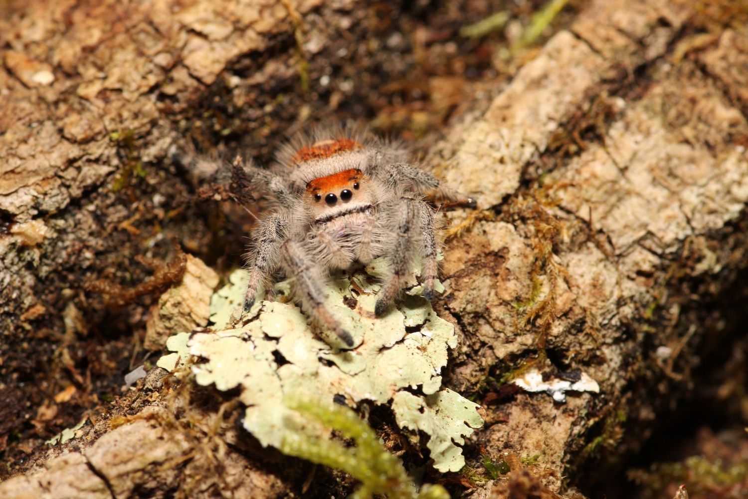 Phidippus regius 'Captive bred' Adult/ regal jumping spider Female (Orange Coloration)