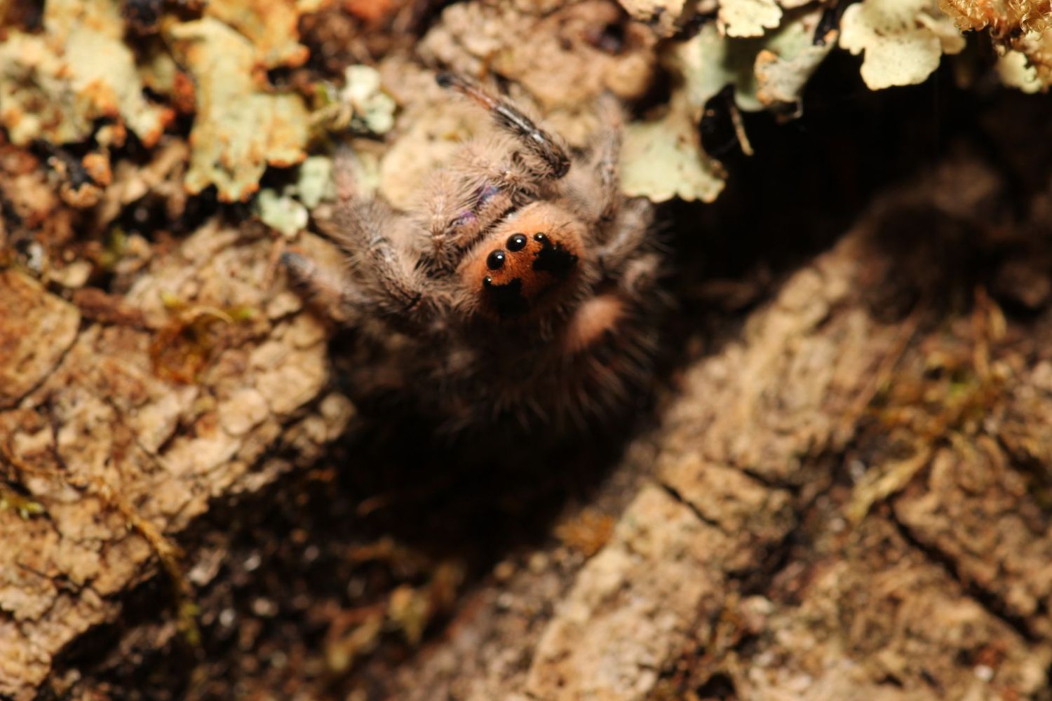 Phidippus regius 'Captive bred' Adult/ regal jumping spider Female (Peach Coloration)