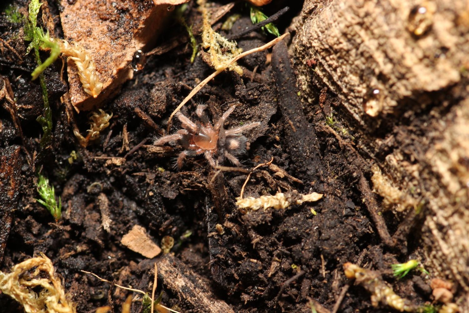 Cyriocosmus elegans 1/2" Trinidad dwarf tiger