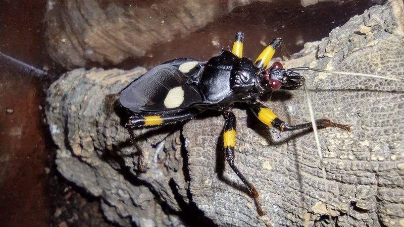 Platymeris biguttatus nymphs / White spotted assassin bug