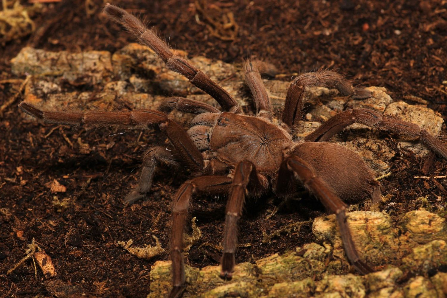 Chilobrachys sp kaeng Krachan 1”+ Thai smokey grey tarantula