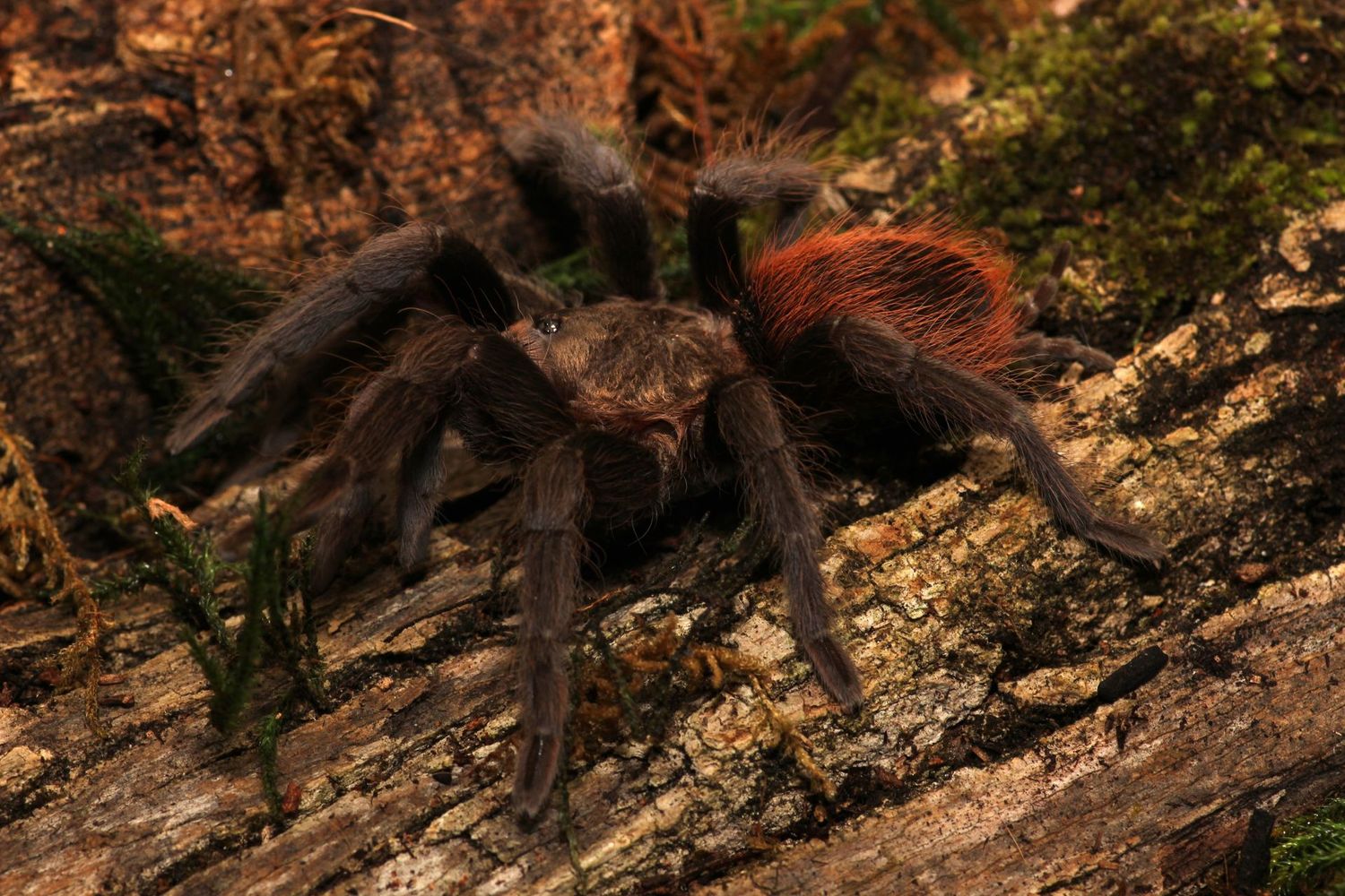 Tliltocatl epicureanus  3/4” Yucatan rust rump tarantula