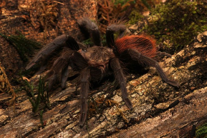 Tliltocatl epicureanus  3/4” Yucatan rust rump tarantula