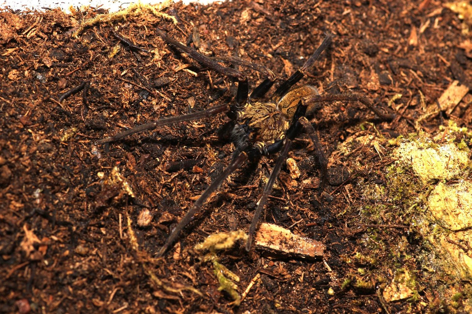Macroctenus kingsleyi 1/4" Blue femur wandering spider