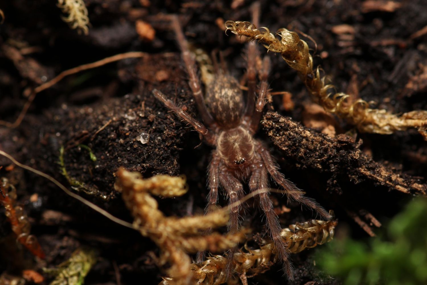 Heterothele gabonensis 1/4" Gabon blue dwarf