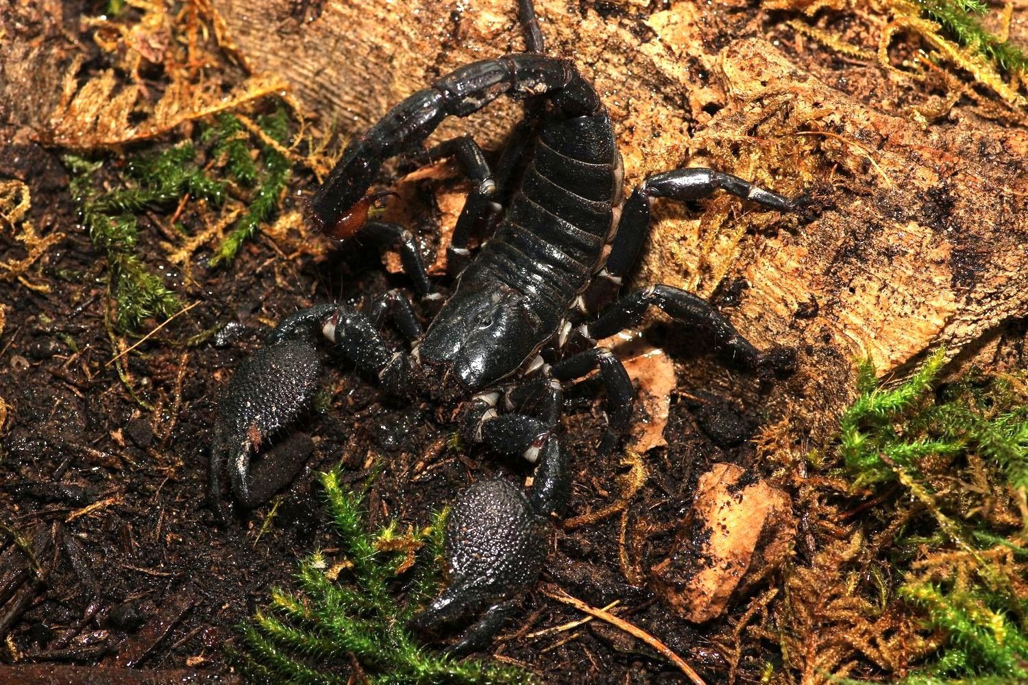 Pandius imperator 3-5" Sub Adults / Emperor scorpion