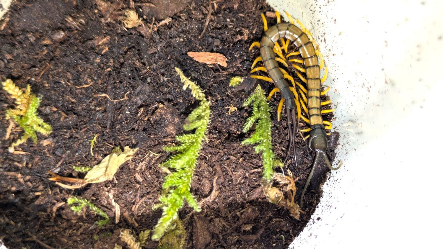 Scolopendra hainanum 'Black' 1-1.5" Black tiger leg