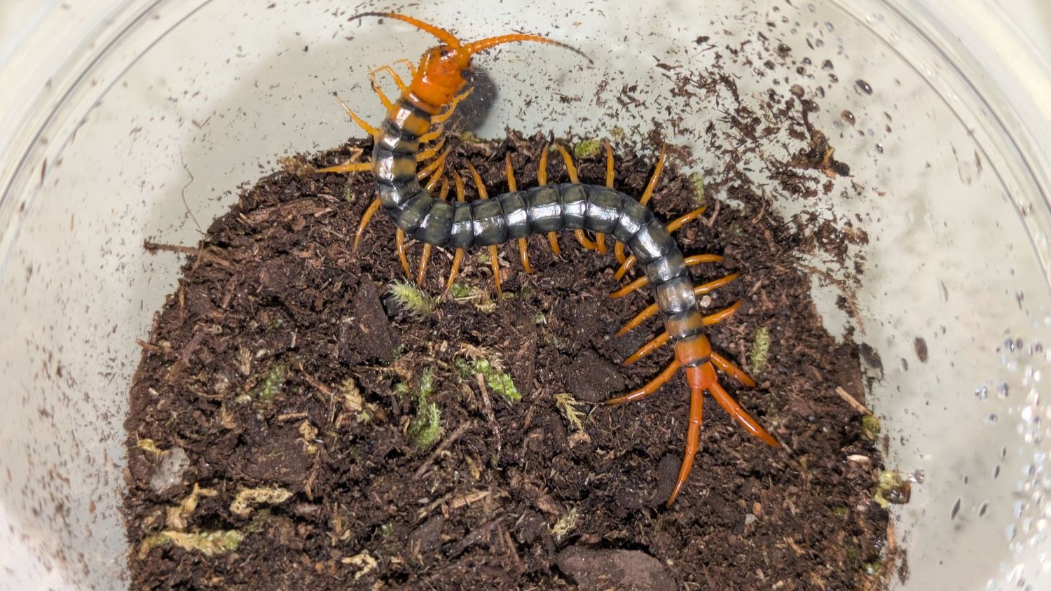 Scolopendra multidens 1.5" Chinese beauty centipede