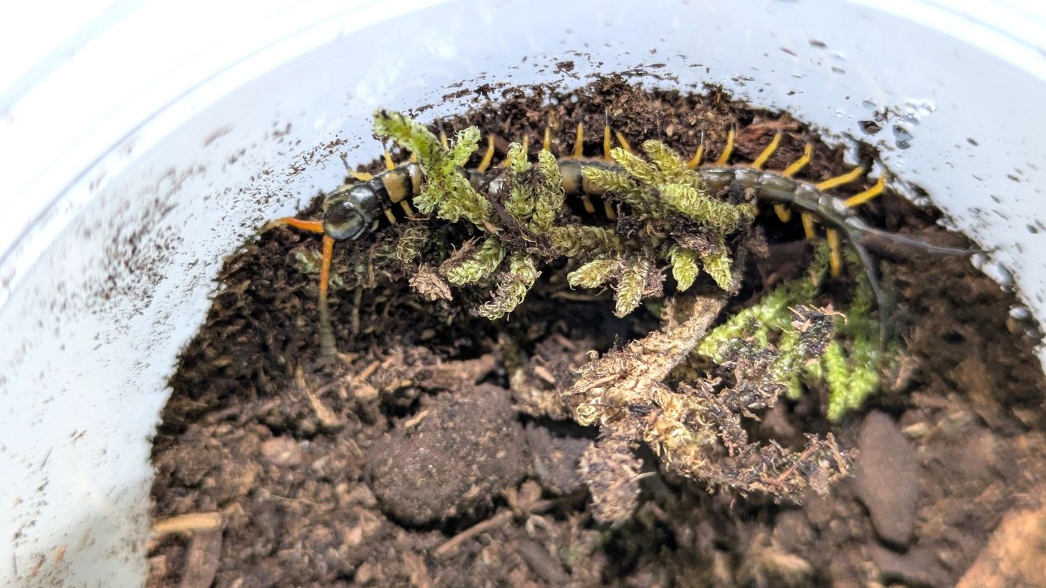 Scolopendra hainanum 1-1.5" Chinese tiger centipede