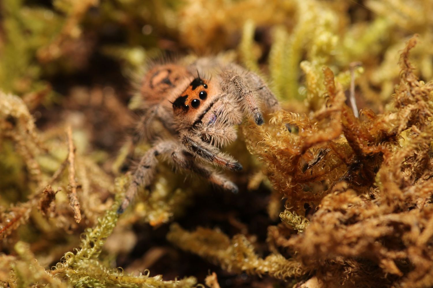 Phidippus regius 'Captive bred' 5-6i / Regal jumping spider FEMALE "peach color mom"