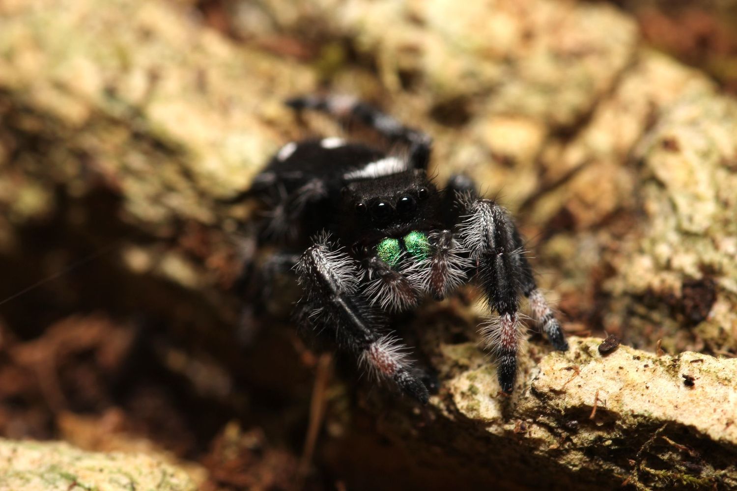 Phidippus regius 'Captive bred' 5-6i / Regal jumping spider MALE "peach color mom"