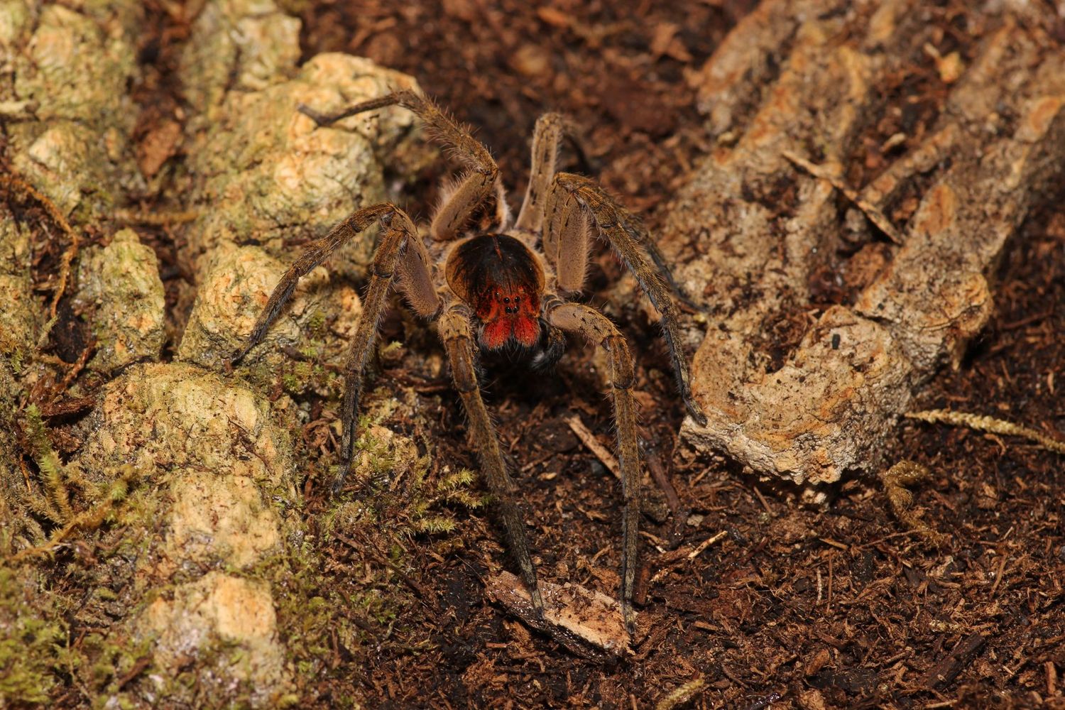 Piloctenus haematostoma 1/4" Red fang wandering spider (Freebie Over $100 "Before Shipping")
