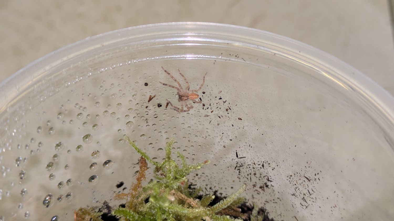 Heteropoda javana 1/4" Javana huntsman
