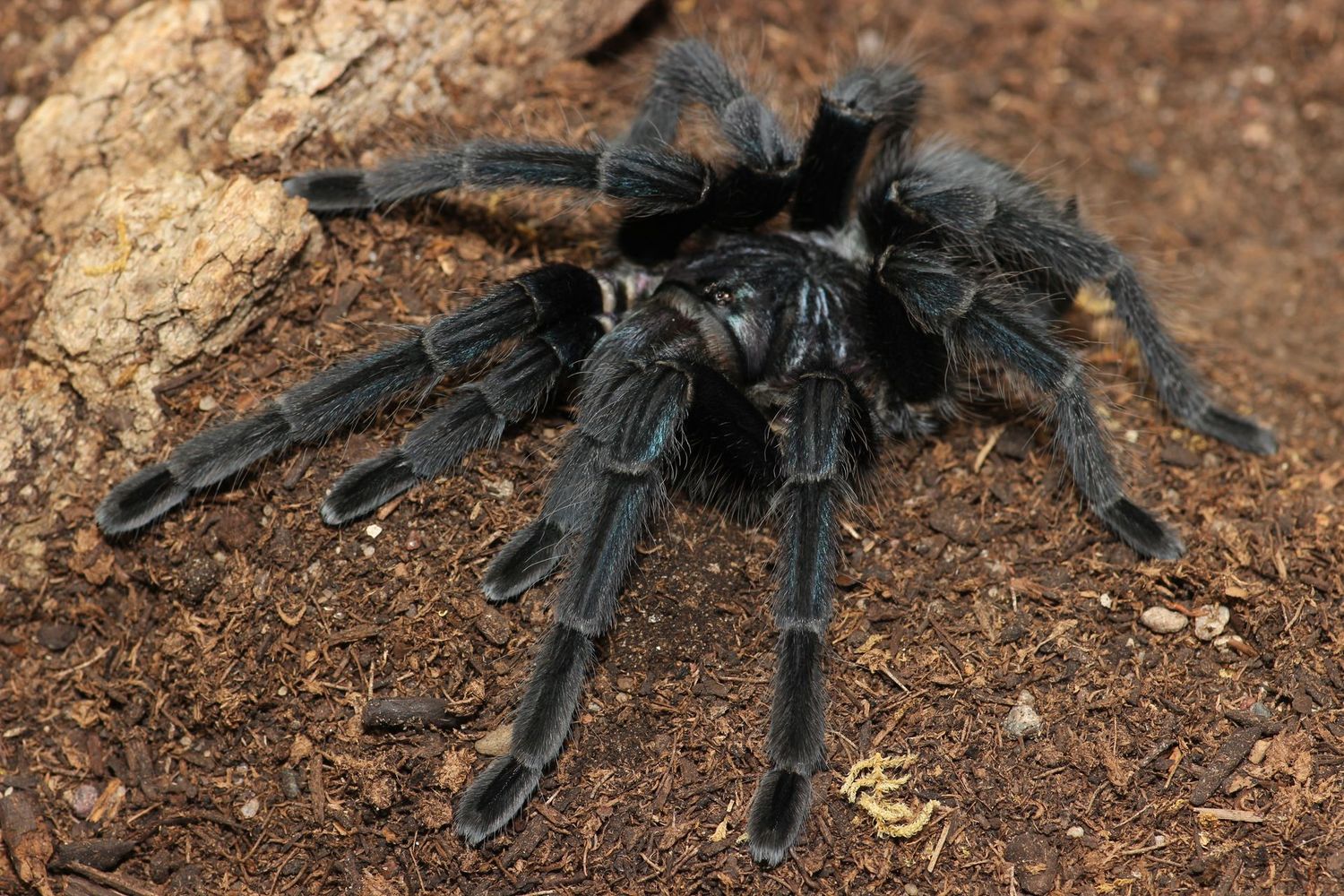Phormictopus sp Green femur (South Hispaniola) 5"+ Female / Caribbean emerald