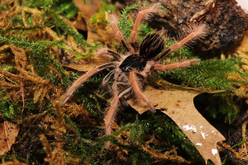 Megaphobema robustum 3" Female Columbian giant red leg