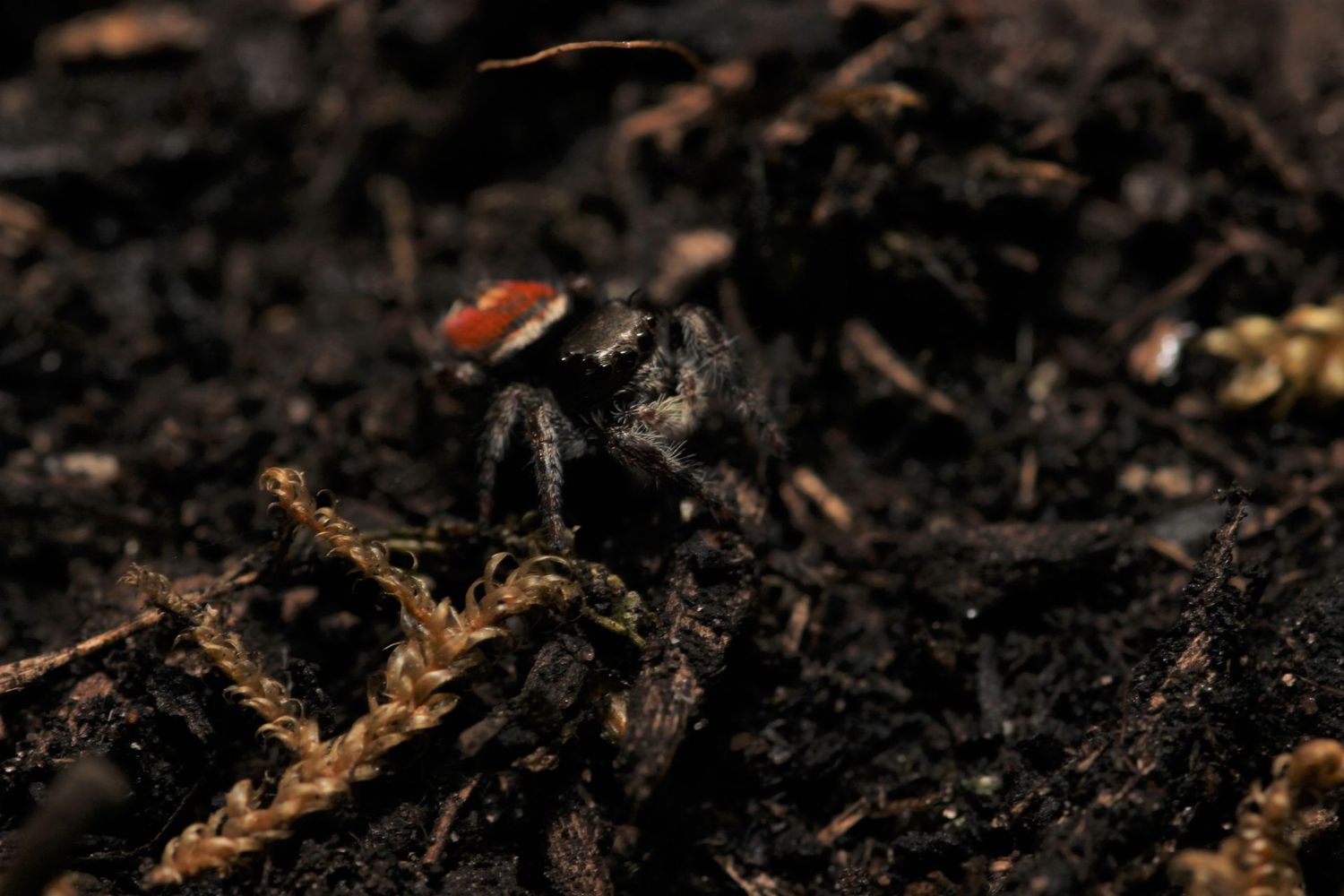 Phidippus clarus 5-6i Brilliant jumping spider