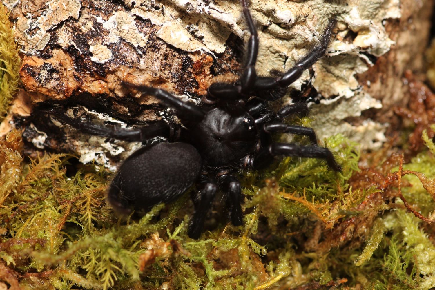 Macrothele sp Thailand Adult
