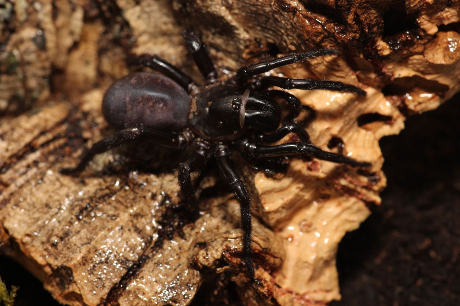 Atmetochilus songsangchotei Adult Thai Funnel Web Trapdoor Spider
