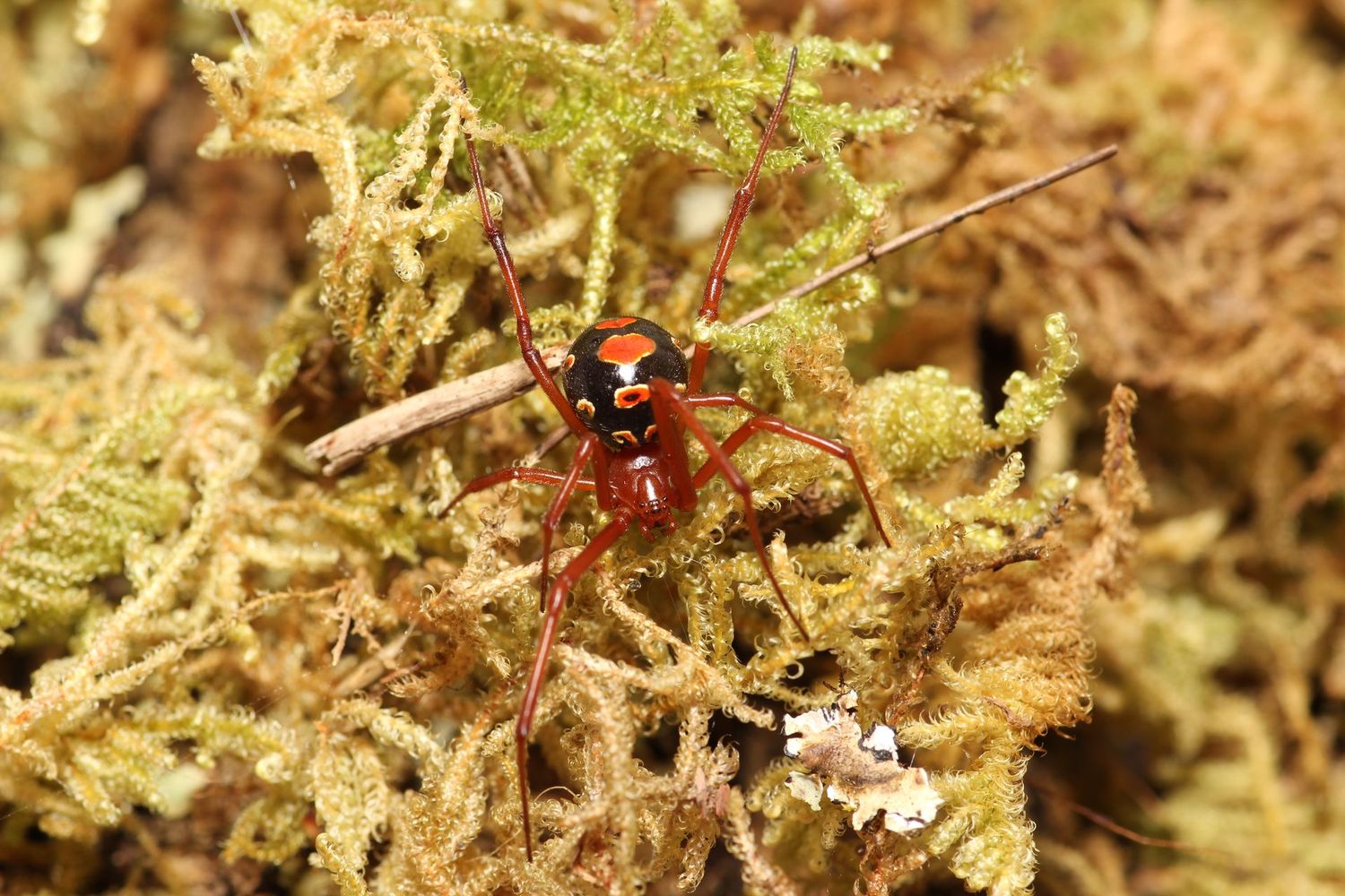 Latrodectus bishopi Adult Females Red widow