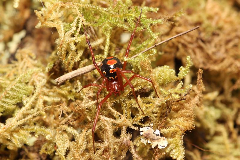 Latrodectus bishopi Adult Females Red widow