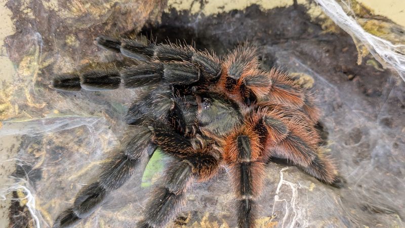 Psalmopoeus victori Female 5" Darth Maul