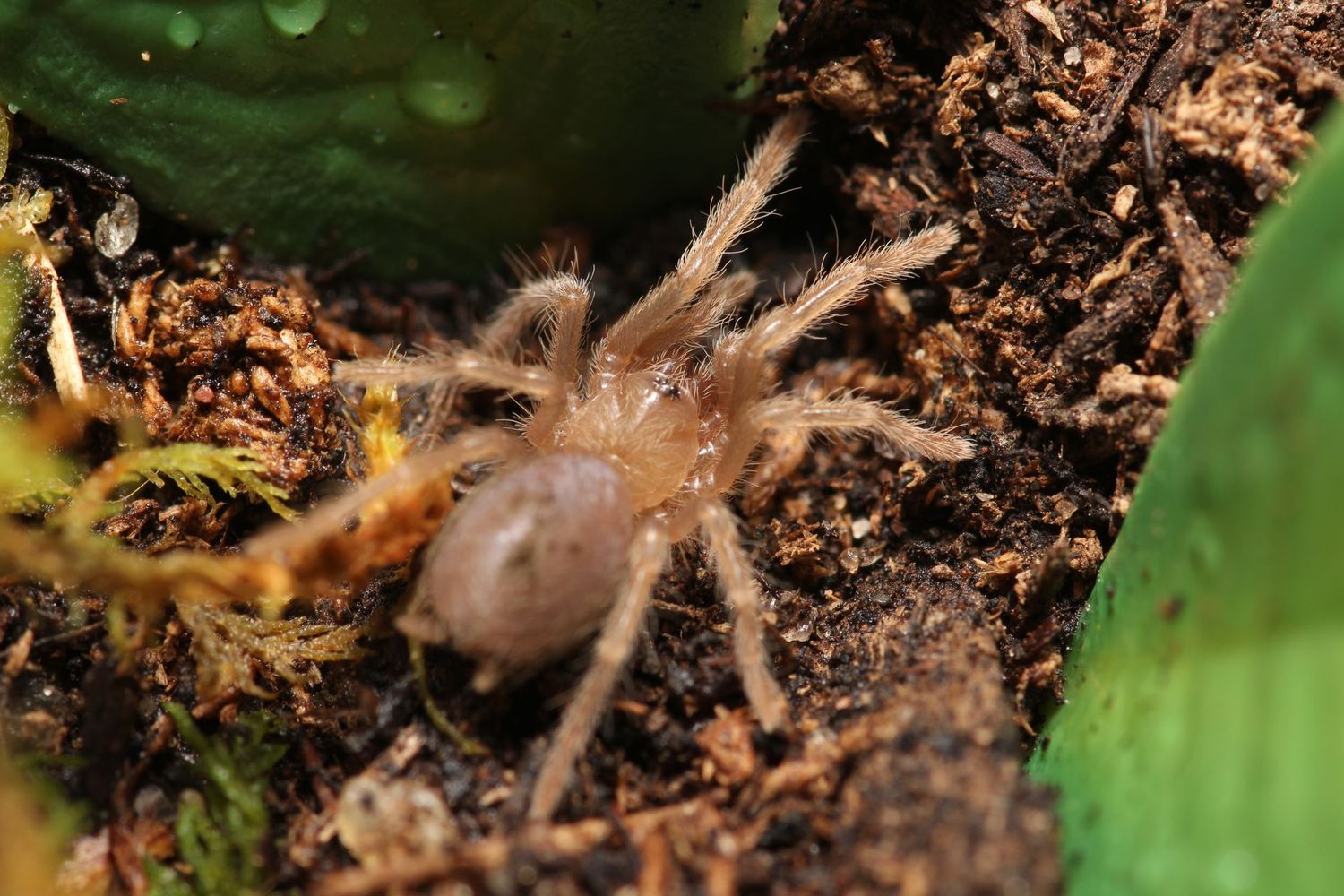 Brachypelma emelia 1/4"Mexican red leg (Freebie Over $100 "Before Shipping")