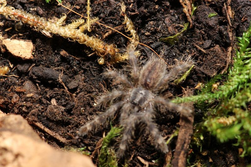 Poecilotheria regalis 3/4" Indian ornamental (Freebie Over $100 "Before Shipping")