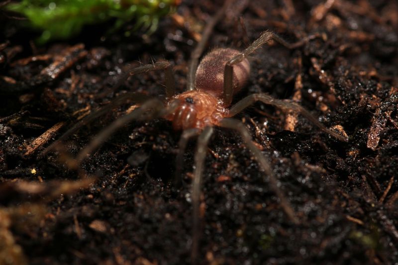 Linothele fallax 3/4" Tiger funnel web
