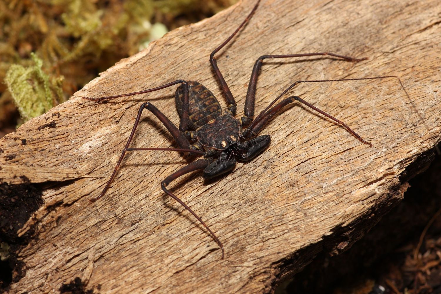 Phrynus whitei Sub Adult to Adults / Central American whipspider