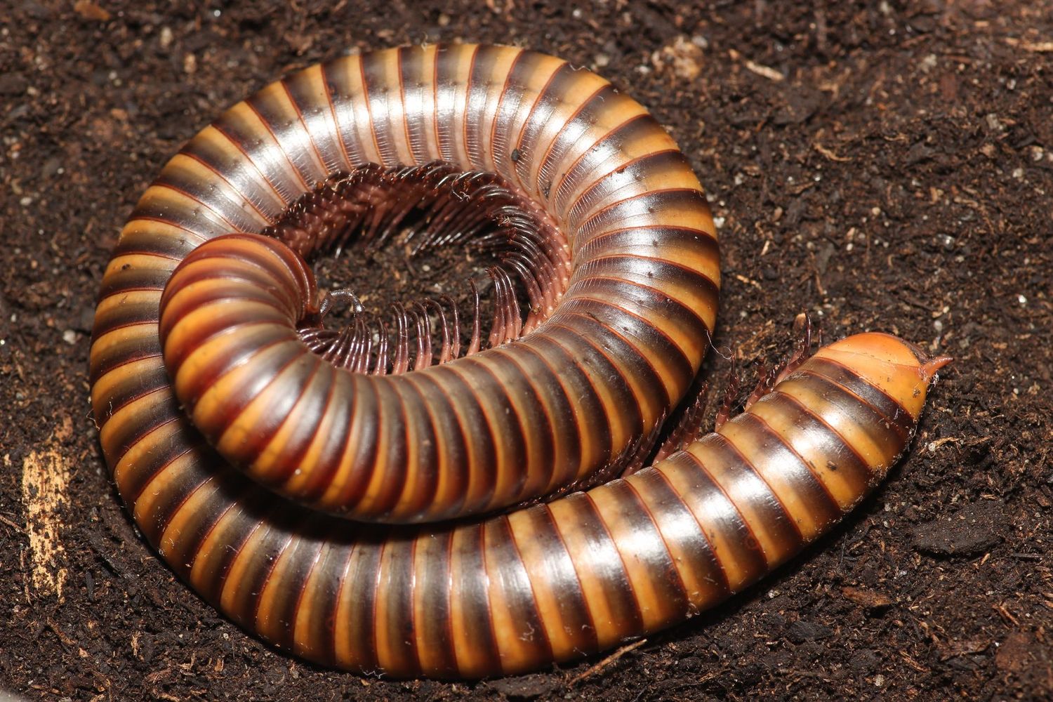Thyropygus sp. 4-8" Thai rainbow millipede