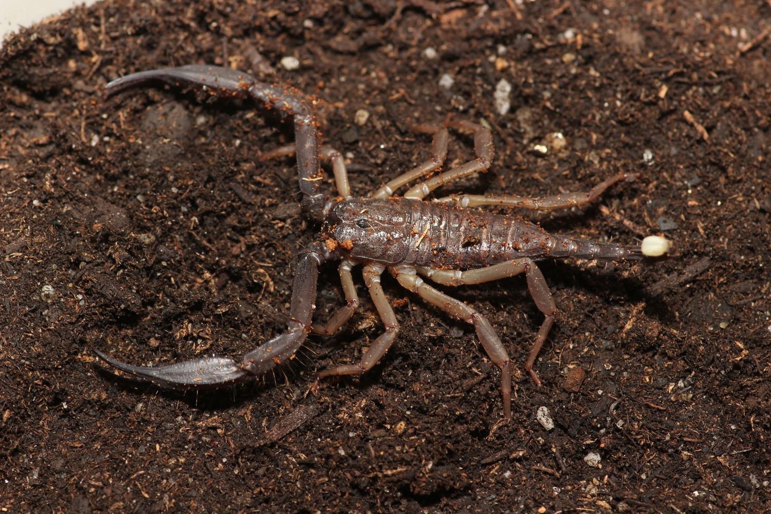 Scorpiops kautti Sub adult/Adult Thailand flat rock scorpion