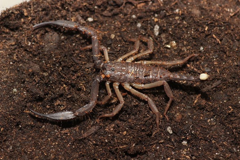 Scorpiops kautti Sub adult/Adult Thailand flat rock scorpion